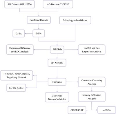 Six mitophagy-related hub genes as peripheral blood biomarkers of Alzheimer’s disease and their immune cell infiltration correlation